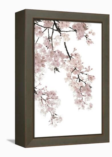 Pink Blossoms on White I-Kate Bennett-Framed Stretched Canvas