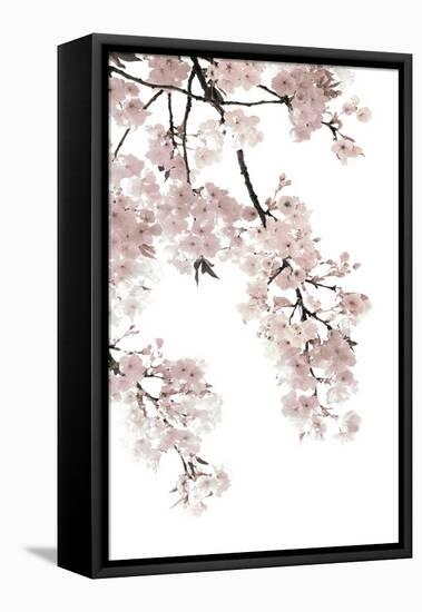 Pink Blossoms on White I-Kate Bennett-Framed Stretched Canvas