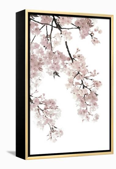 Pink Blossoms on White I-Kate Bennett-Framed Stretched Canvas