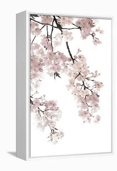 Pink Blossoms on White I-Kate Bennett-Framed Stretched Canvas