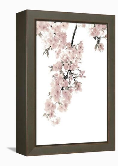 Pink Blossoms on White II-Kate Bennett-Framed Stretched Canvas