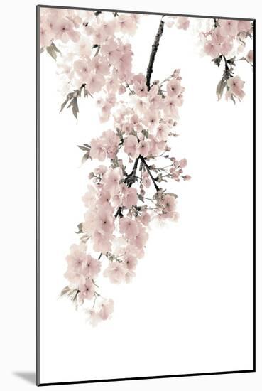 Pink Blossoms on White II-Kate Bennett-Mounted Art Print