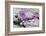 Pink Blossoms, Sclay, Snail House-Andrea Haase-Framed Photographic Print