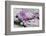 Pink Blossoms, Sclay, Snail House-Andrea Haase-Framed Photographic Print