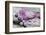 Pink Blossoms, Sclay, Snail House-Andrea Haase-Framed Photographic Print