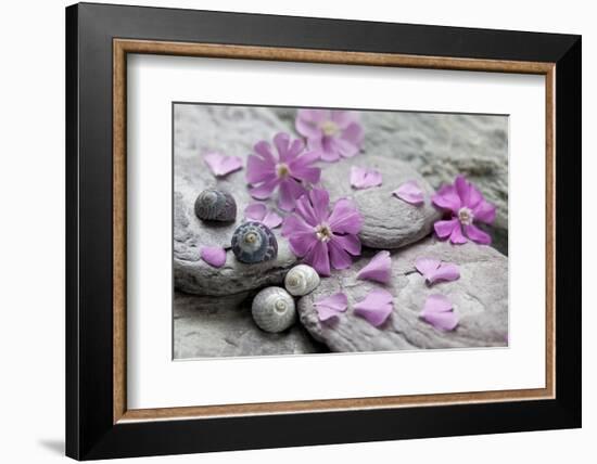 Pink Blossoms, Sclay, Snail House-Andrea Haase-Framed Photographic Print