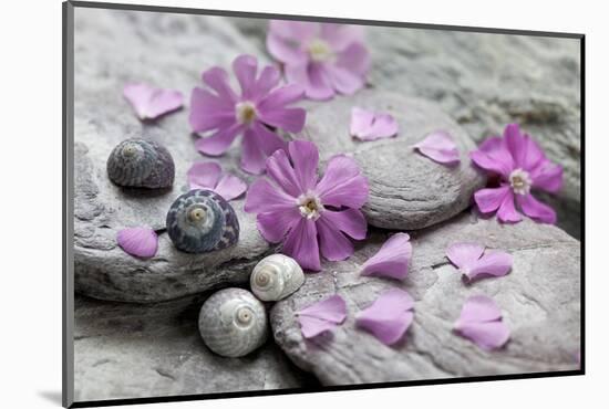 Pink Blossoms, Sclay, Snail House-Andrea Haase-Mounted Photographic Print