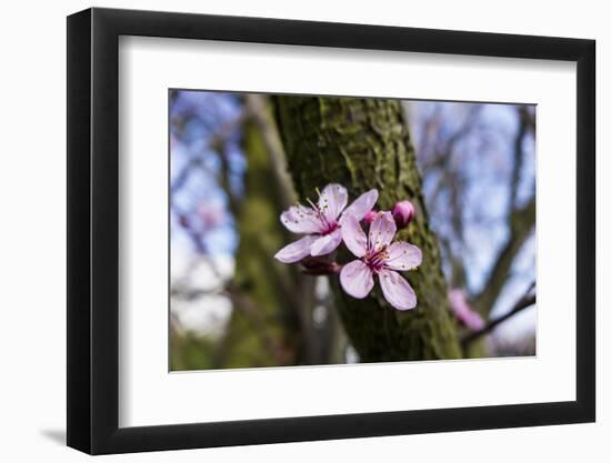 Pink Blossoms the Japanese Ornamental Cherry, Prunus Serrulata-Falk Hermann-Framed Photographic Print