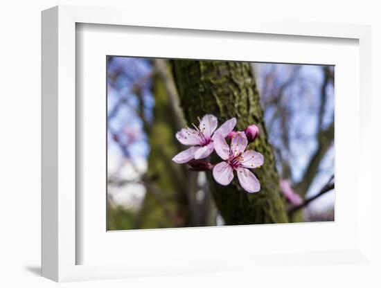 Pink Blossoms the Japanese Ornamental Cherry, Prunus Serrulata-Falk Hermann-Framed Photographic Print