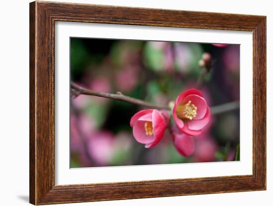 Pink Blossoms-Erin Berzel-Framed Art Print