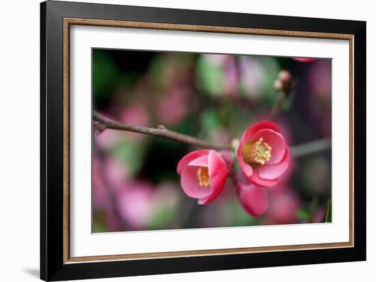 Pink Blossoms-Erin Berzel-Framed Art Print