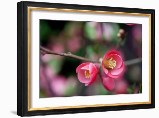 Pink Blossoms-Erin Berzel-Framed Art Print