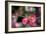 Pink Blossoms-Erin Berzel-Framed Art Print