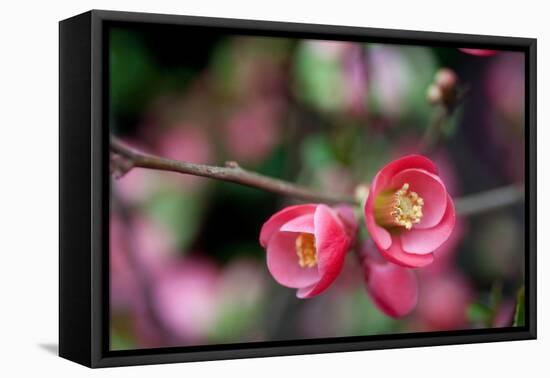 Pink Blossoms-Erin Berzel-Framed Stretched Canvas