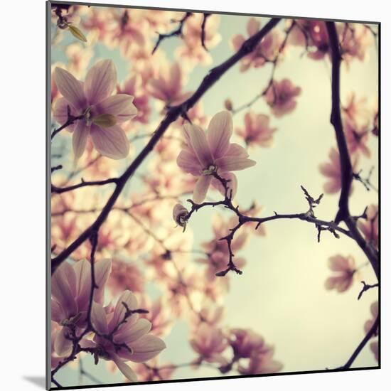 Pink Blossoms-Irene Suchocki-Mounted Photographic Print