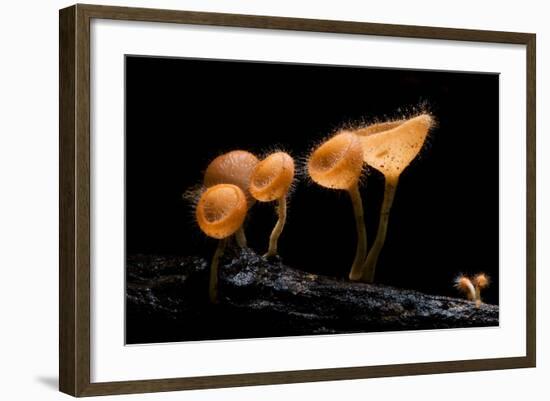 Pink Burn Cup Mushroom Isolated on Black Background-gopause-Framed Photographic Print