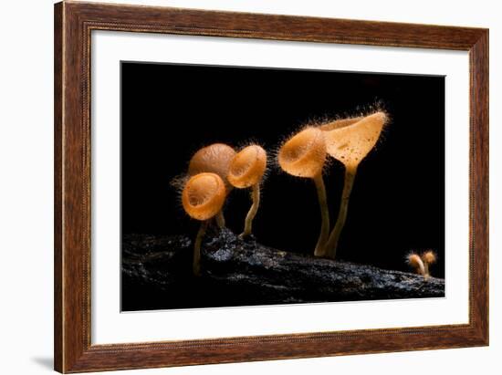 Pink Burn Cup Mushroom Isolated on Black Background-gopause-Framed Photographic Print