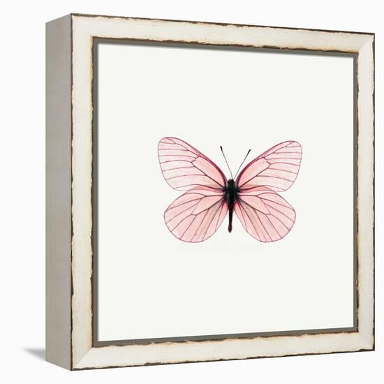 Pink Butterfly-PhotoINC-Framed Premier Image Canvas