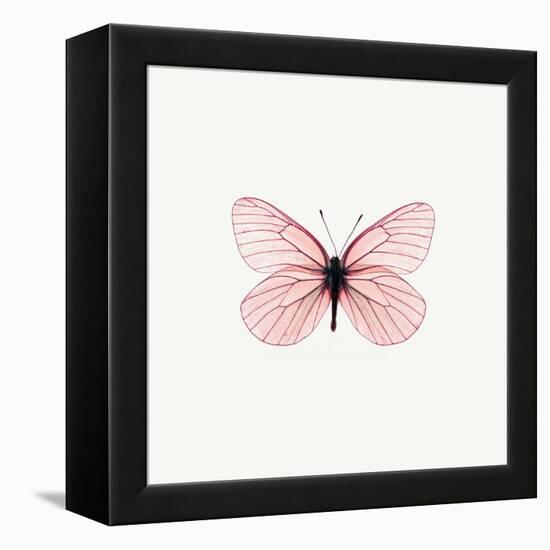Pink Butterfly-PhotoINC-Framed Premier Image Canvas