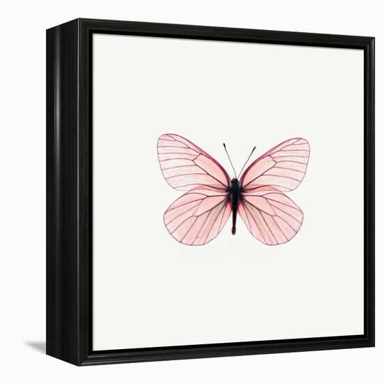 Pink Butterfly-PhotoINC-Framed Premier Image Canvas