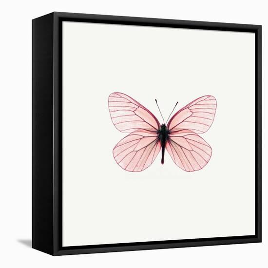 Pink Butterfly-PhotoINC-Framed Premier Image Canvas