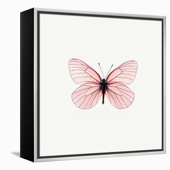 Pink Butterfly-PhotoINC-Framed Premier Image Canvas