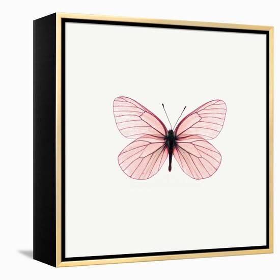 Pink Butterfly-PhotoINC-Framed Premier Image Canvas