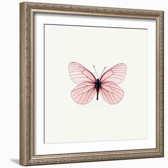 Pink Butterfly-PhotoINC-Framed Photographic Print