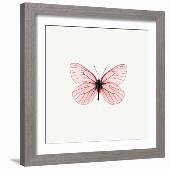 Pink Butterfly-PhotoINC-Framed Photographic Print