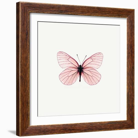 Pink Butterfly-PhotoINC-Framed Photographic Print