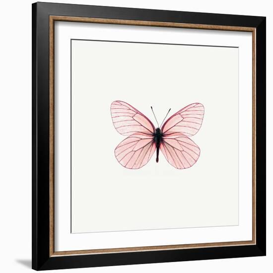 Pink Butterfly-PhotoINC-Framed Photographic Print