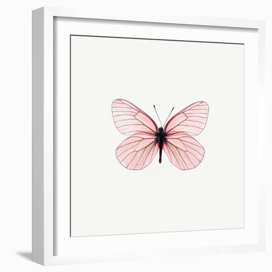 Pink Butterfly-PhotoINC-Framed Photographic Print