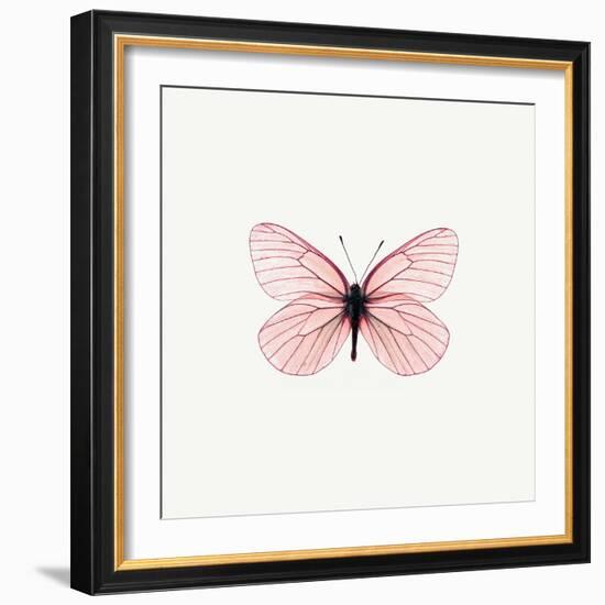 Pink Butterfly-PhotoINC-Framed Photographic Print