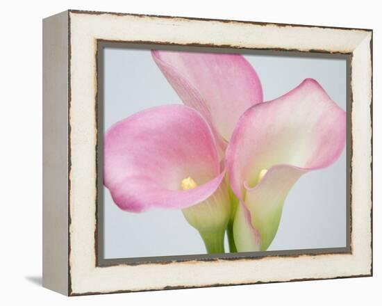 Pink Calla Lilies-Jamie & Judy Wild-Framed Premier Image Canvas