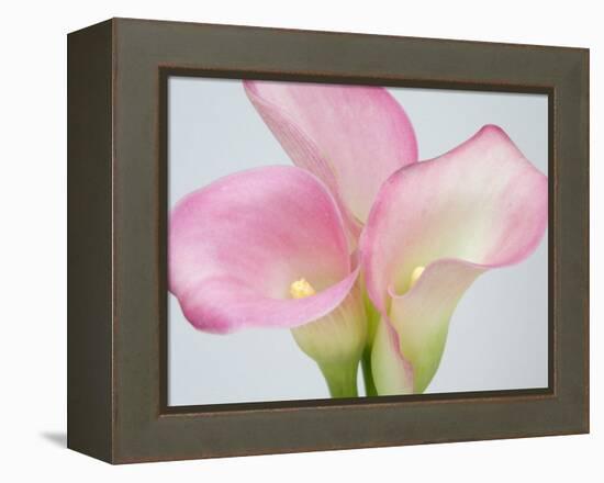 Pink Calla Lilies-Jamie & Judy Wild-Framed Premier Image Canvas