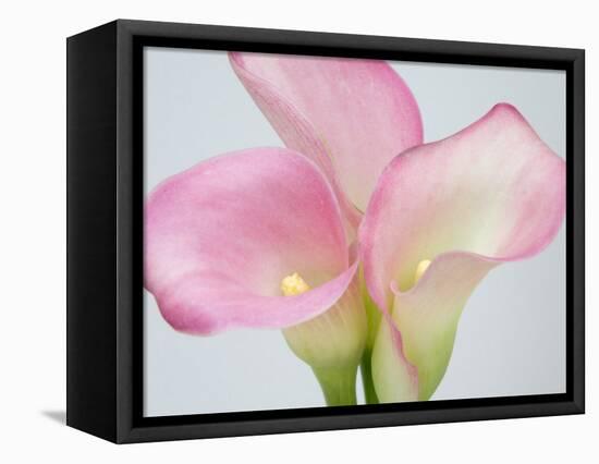 Pink Calla Lilies-Jamie & Judy Wild-Framed Premier Image Canvas