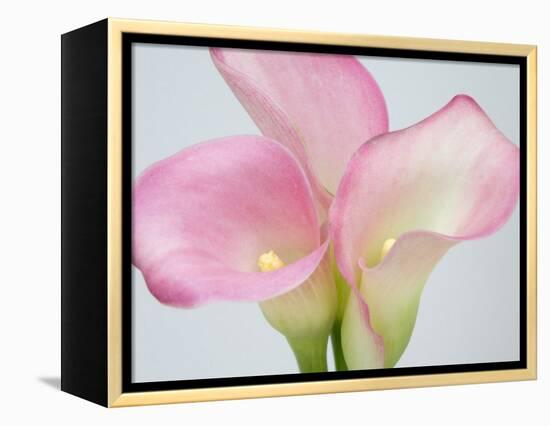 Pink Calla Lilies-Jamie & Judy Wild-Framed Premier Image Canvas