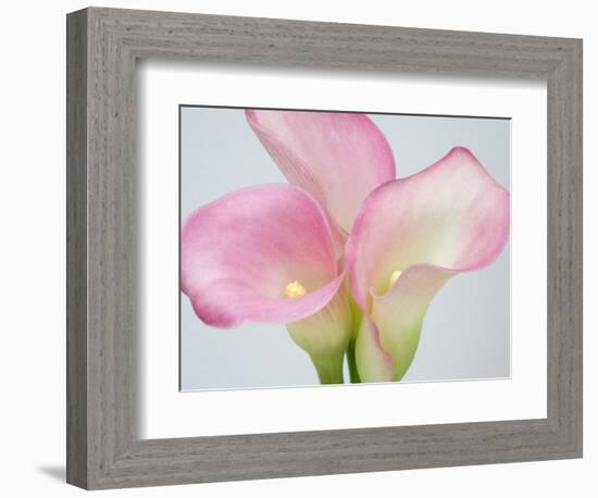 Pink Calla Lilies-Jamie & Judy Wild-Framed Photographic Print