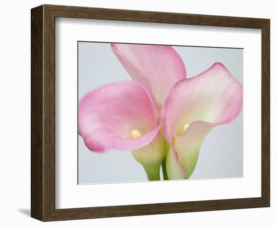 Pink Calla Lilies-Jamie & Judy Wild-Framed Photographic Print