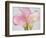 Pink Calla Lilies-Jamie & Judy Wild-Framed Photographic Print