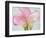 Pink Calla Lilies-Jamie & Judy Wild-Framed Photographic Print