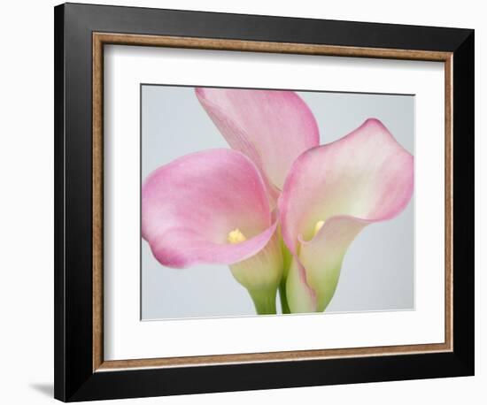 Pink Calla Lilies-Jamie & Judy Wild-Framed Photographic Print