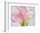 Pink Calla Lilies-Jamie & Judy Wild-Framed Photographic Print