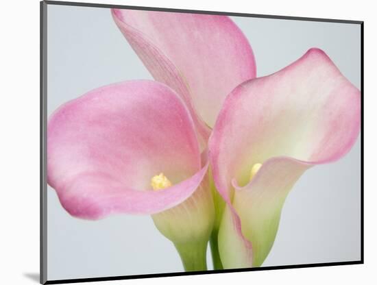 Pink Calla Lilies-Jamie & Judy Wild-Mounted Photographic Print