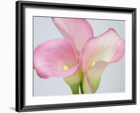 Pink Calla Lilies-Jamie & Judy Wild-Framed Photographic Print