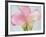 Pink Calla Lilies-Jamie & Judy Wild-Framed Photographic Print