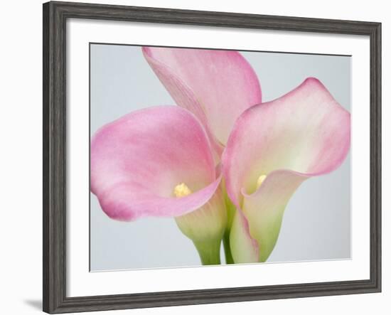 Pink Calla Lilies-Jamie & Judy Wild-Framed Photographic Print