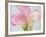 Pink Calla Lilies-Jamie & Judy Wild-Framed Photographic Print