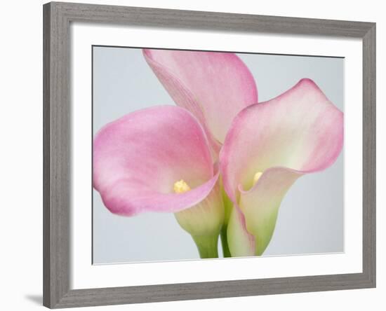 Pink Calla Lilies-Jamie & Judy Wild-Framed Photographic Print