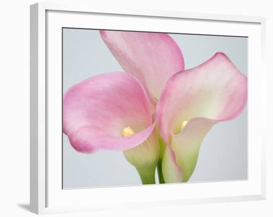 Pink Calla Lilies-Jamie & Judy Wild-Framed Photographic Print